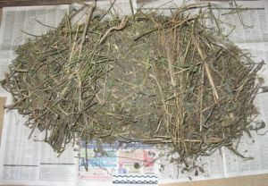 Котельничские наркополицейские подозреваются в незаконном сбыте наркотического средства