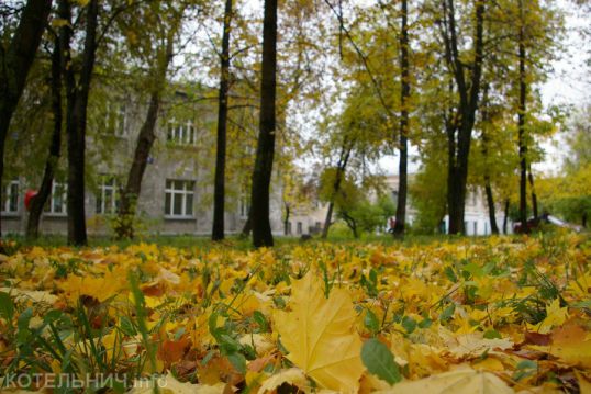 Не заморозьте корешки