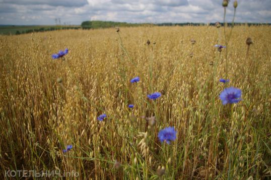 Кто кого провёл
