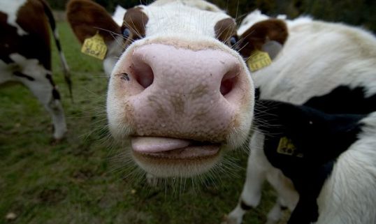 А сколько корова дает молока?...