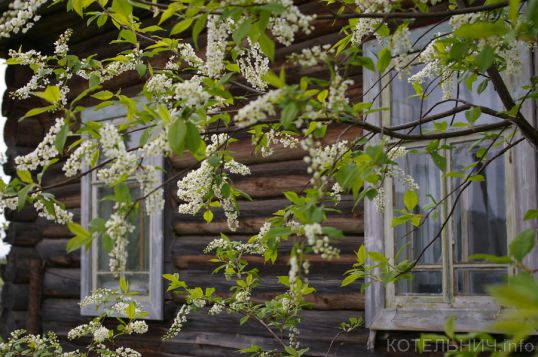 Впереди черемуховые холода