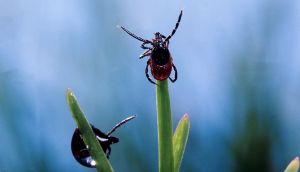 Активность клещей растет