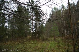 Под Комсомольским нашли заблудившихся грибников