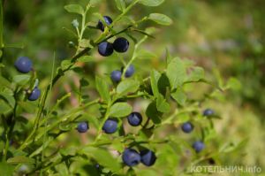 Блог спасского аборигена