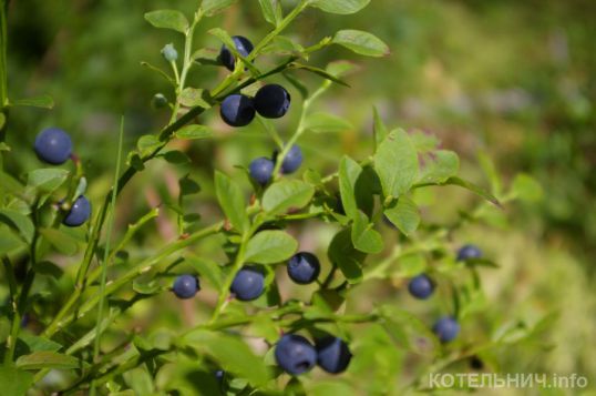 Блог спасского аборигена