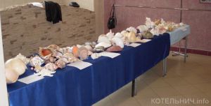 Выставка раковин