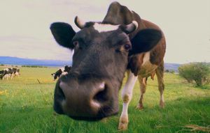 Блог спасского аборигена. Как прожить без хамона