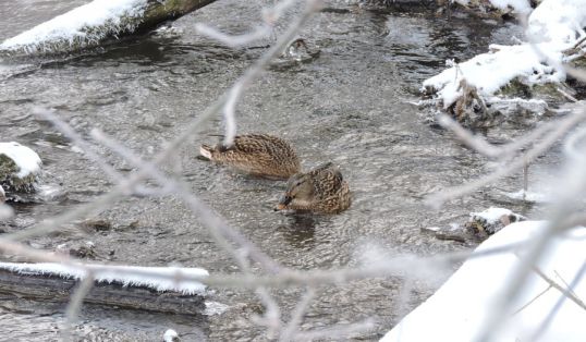 Утки на Балакиревице