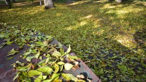 На ковре из желтых листьев...