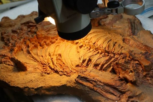 Ученые выяснили, что ел &laquo;вятский крокодил&raquo; 250 млн. лет назад