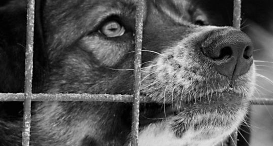 Собакам не жить