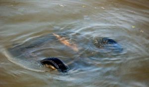 Утопил машину