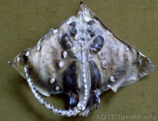 Успейте увидеть