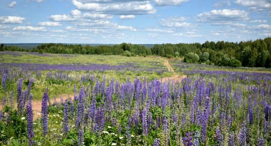 Активный циклон принесет в Котельнич дожди