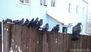Котельничские голуби. +видео