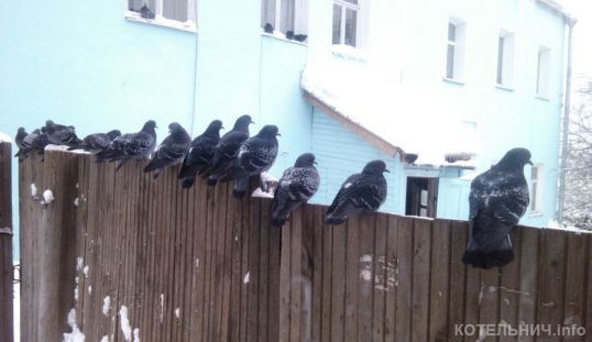 Котельничские голуби. +видео