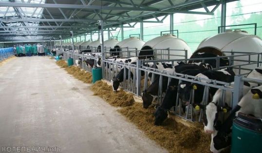 Телячья деревня агрофирмы "Колхоз "Путь Ленина"