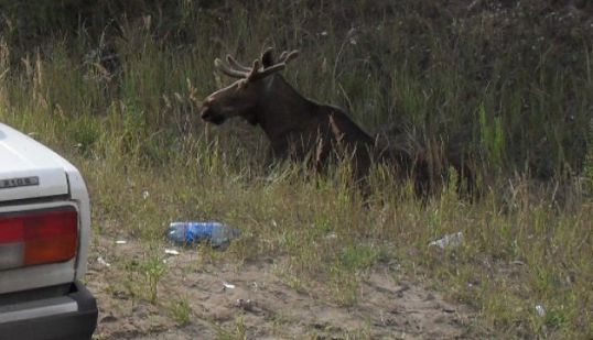 &laquo;Семерка&raquo; наехала на лося
