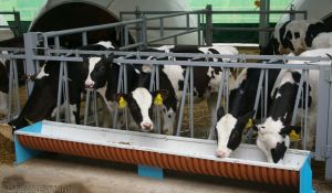 Агрофирма &laquo;Колхоз &laquo;Путь Ленина&raquo; в десятке лучших хозяйств региона