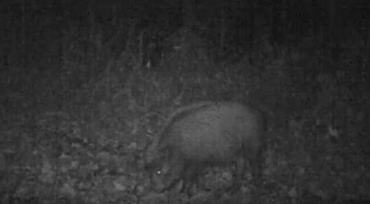 Кабаны в "Нургуше". ВИДЕО