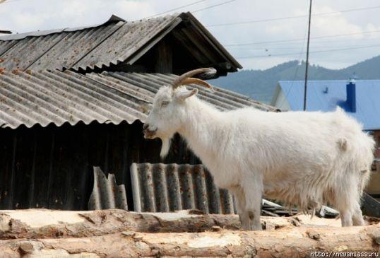 Энцефалит от козьего молока