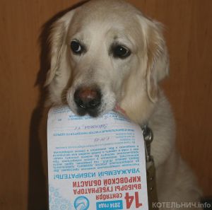 Начинается досрочное голосование