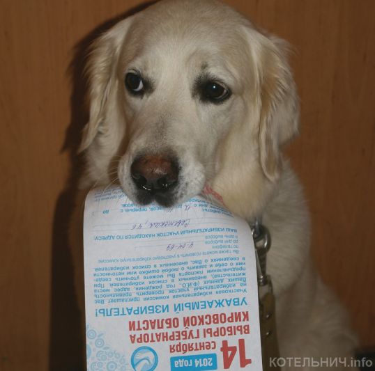 Начинается досрочное голосование