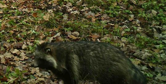 Енотовидные собаки в заповеднике &laquo;Нургуш&raquo;