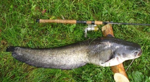 Сома на ворону