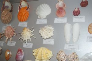 Котельничане увидят тайны подводного мира