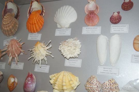 Котельничане увидят тайны подводного мира