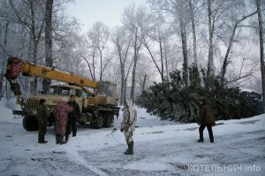 Новогодняя &laquo;красавица&raquo;