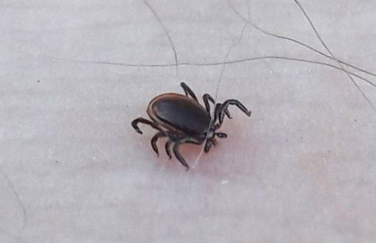 Клещи активны