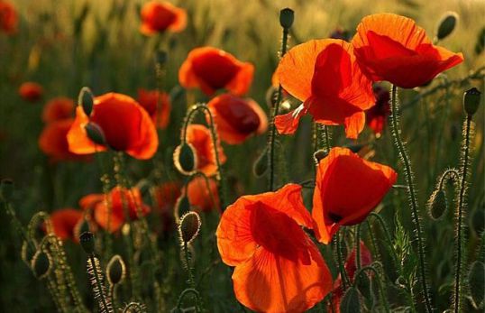 Осужден наркоман-рецидивист