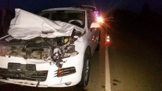 Осторожно, дикие животные