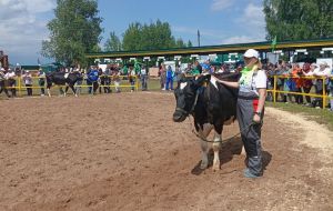 Коровы агрофирмы "Колхоз"Путь Ленина" одни из лучших в области