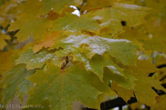 Первые снежинки