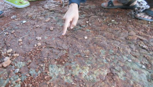 Сегодня начались раскопки парейазавра