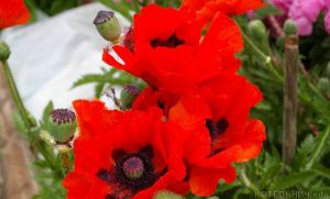 Котельничские полицейские борются с маком