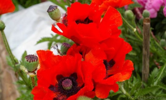 Котельничские полицейские борются с маком