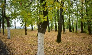 В Котельниче осень