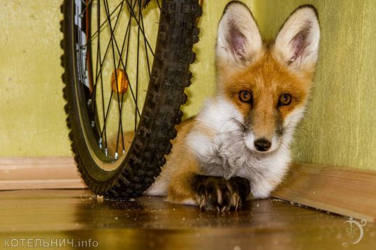 Про братца Лиса