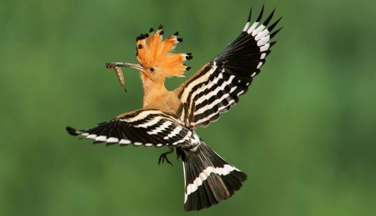 Конкурс, посвященный удоду