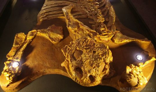 Вятский палеонтологический музей заключил соглашение с ПИН РАН