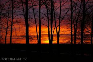 Две тысячи за деревце