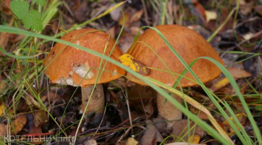 ВЫХОДНЫЕ.info