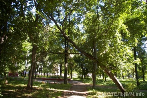 &laquo;Висящее&raquo; дерево