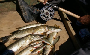 Ограничения на вылов рыбы