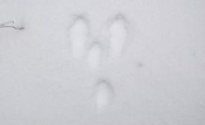 Зайкино письмо