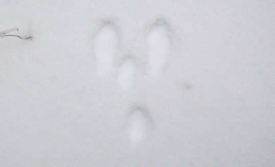 Зайкино письмо